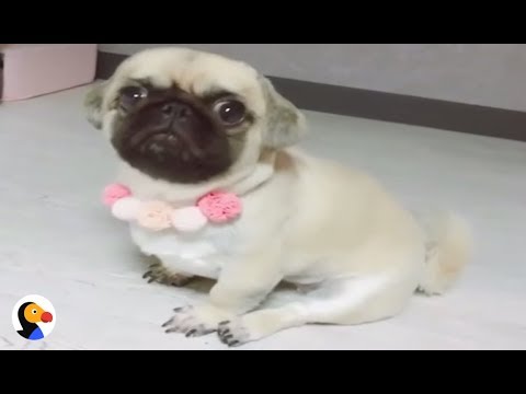 Why Dogs Scoot Their Butts Across The Floor | The Dodo