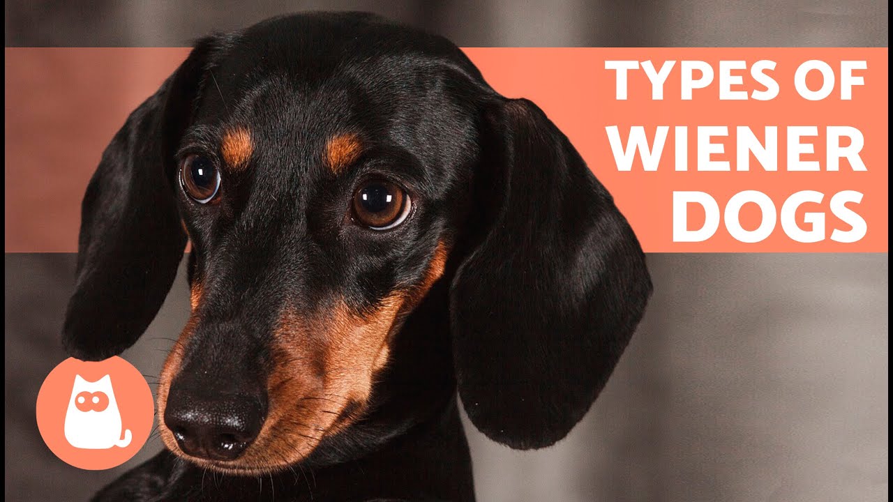 DACHSHUND BREED TYPES 🐶🐾 According to Size and Coat