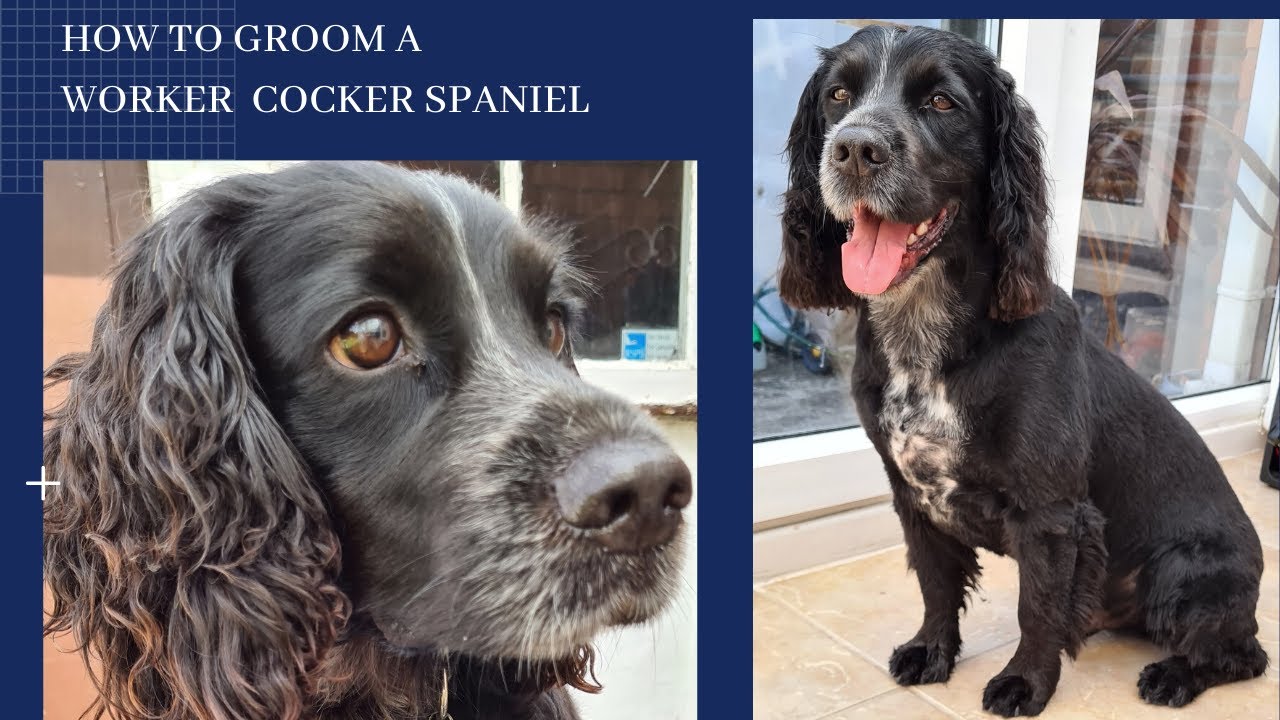 How to groom a working cocker spaniel