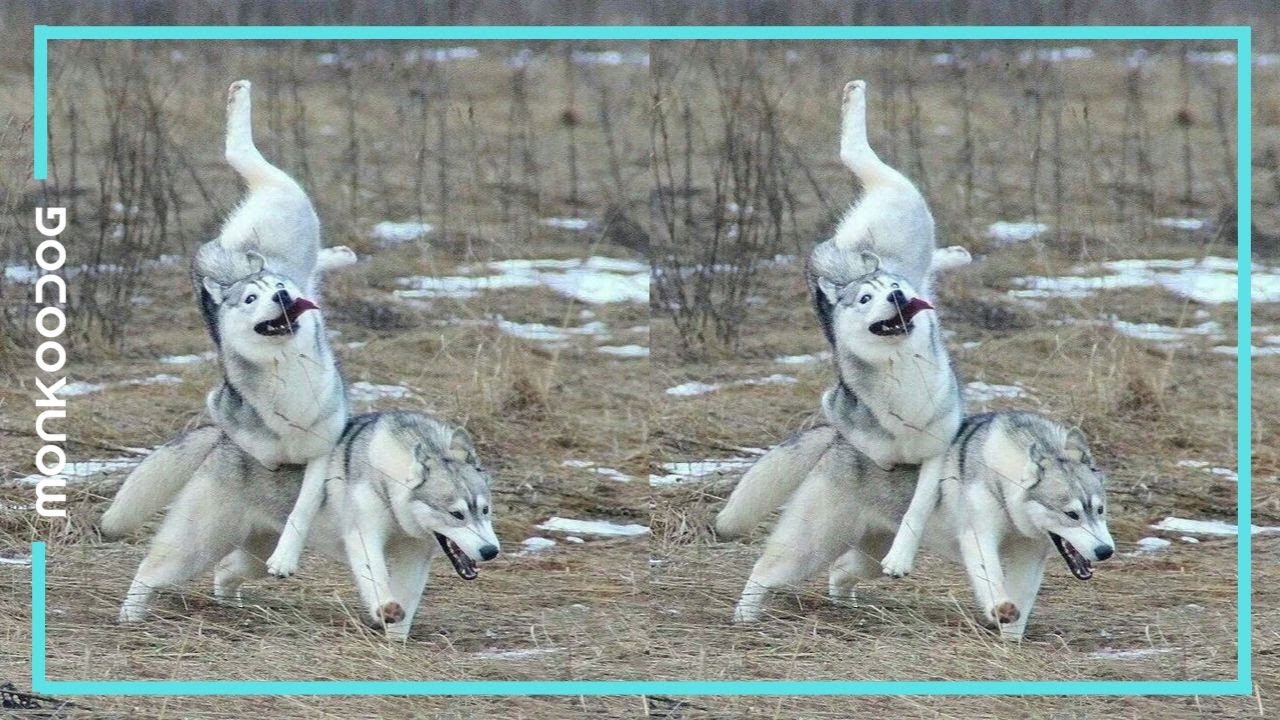 ZOOMIES! The Most Hilarious compilation of Dog Zoomies of 2019