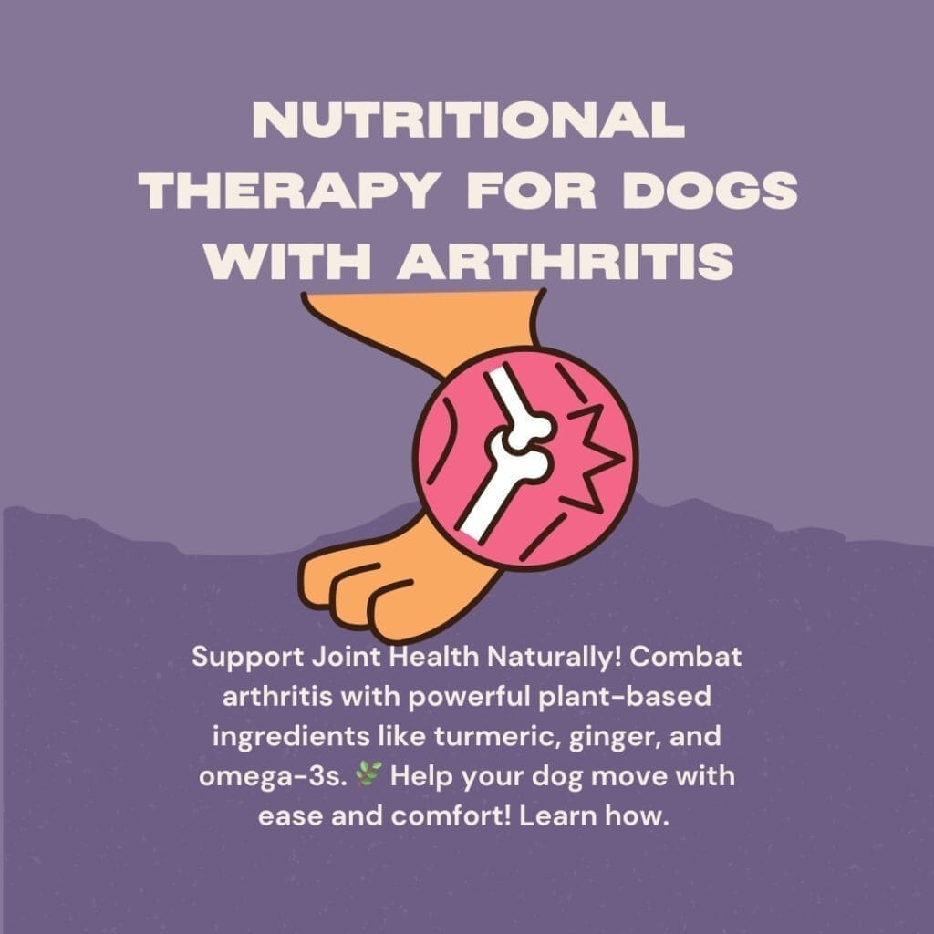 La mejor comida vegetal para perros y suplementos funcionales para la artritis La guía completa