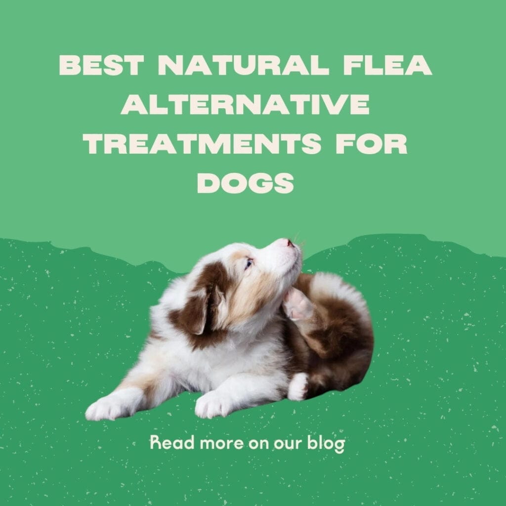 Las mejores alternativas naturales de tratamiento antipulgas para perros