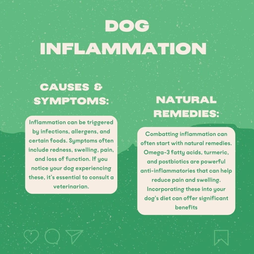 Inflammation chez le chien_ Impacts néfastes et meilleures solutions