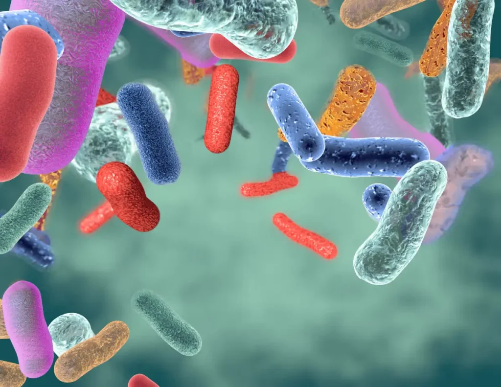 Sporenbildende Probiotika für Hunde - Warum Calsporin besser abschneidet als Standard-Probiotikastämme