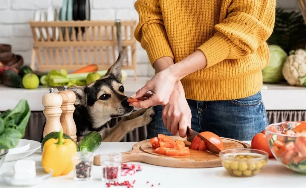 Superfoods für Hunde wichtige gesundheitliche Auswirkungen und Vorteile von veganem Superfood Hundefutter UK.