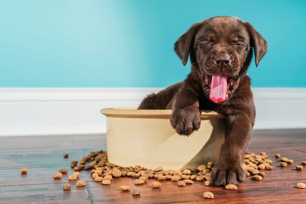 Veganes Hundefutter - gut oder schlecht?