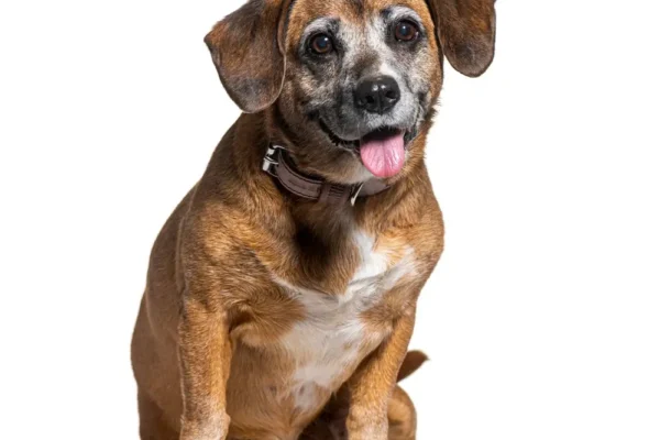 Suppléments anti-âge pour chiens - Le guide d'une nutritionniste canine fondé sur des données probantes