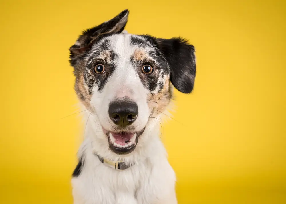 Anti-inflammatory Diet for Dogs - Key To Best Health