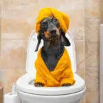 Meilleure alimentation pour raffermir les selles molles et liquides du chien - Un guide Best Food To Firm Soft Runny Dogs Stools (Meilleure alimentation pour raffermir les selles molles et liquides des chiens)
