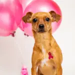 Los mejores alimentos para perros con cáncer Terapia Nutricional Holística