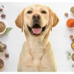 Meilleures herbes et épices pour les vomissements chez le chien Meilleures herbes et épices pour les vomissements chez le chien