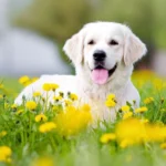Beste Kräuter für das Immunsystem des Hundes Umfassender Leitfaden