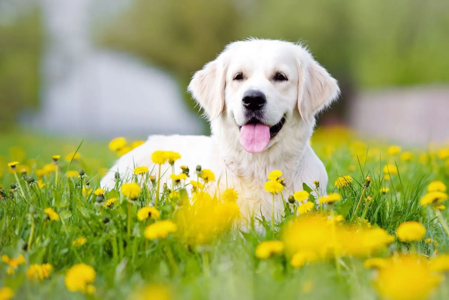 Guide complet des meilleures herbes pour le système immunitaire du chien