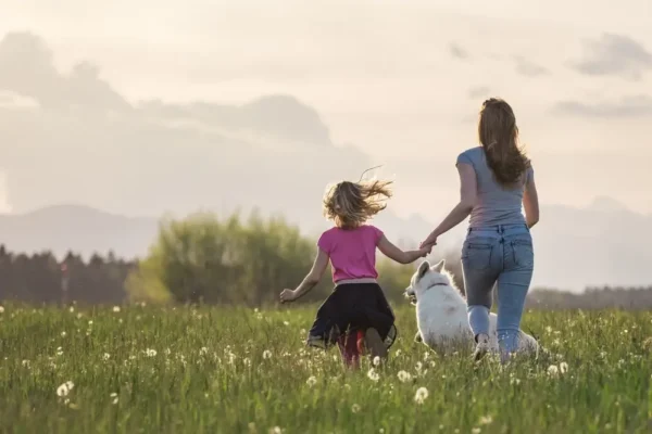 Los mejores suplementos articulares para perros - Análisis comparativo de las principales marcas