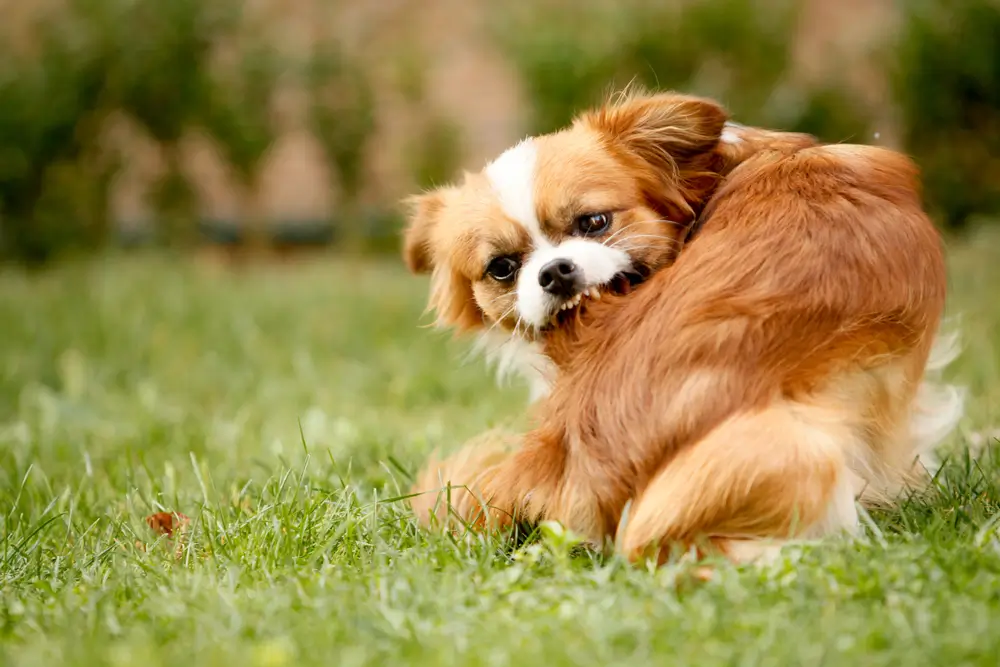 Best Natural Flea, Tick and Worm Treatment Supplement for Dogs Popular Brands Comparative Analysis