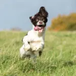 Beta-Glucans for Dogs - Answers to Important Questions Beta-Glucans for Dogs Questions and Answers