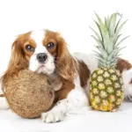 Ananas für Hunde: Entdecken Sie die Vorteile (und einige Vorsichtsmaßnahmen) Can Dogs Eat Pineapple Safe and Healthy Or Not