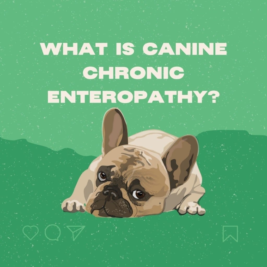Canine Chronic Enteropathy_ Diagnosis, Treatments and Outcomes