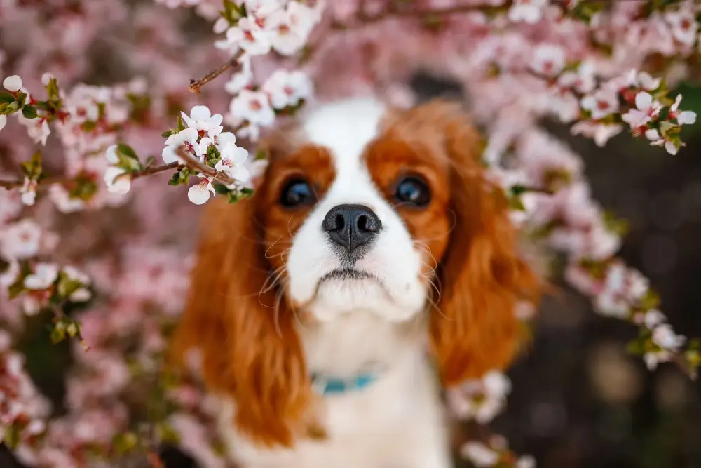 Cavalier King Charles Spaniel Gut Health: The Heart Condition That Starts in the Gut