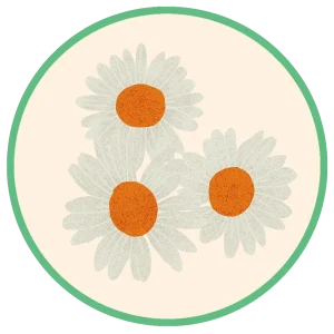 Chamomile
