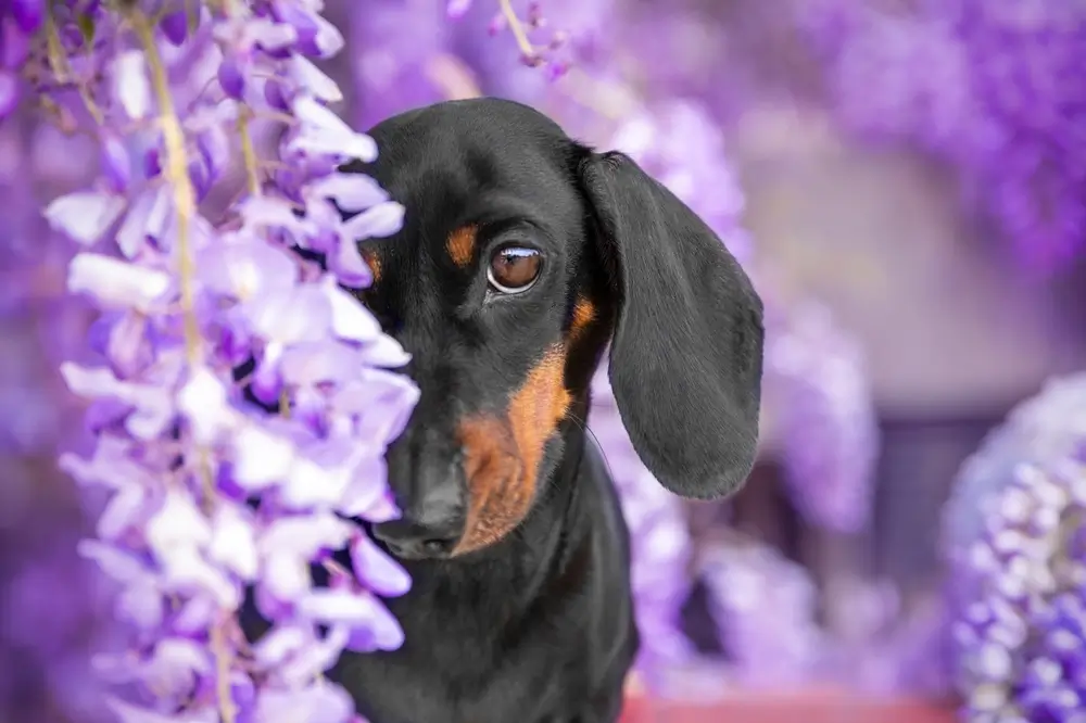 La salud intestinal del perro salchicha: La inflamación oculta tras su famoso problema de espalda