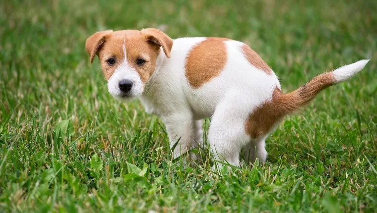 Diverticulitis in Dogs