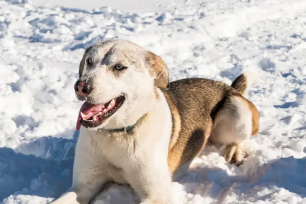 Braucht mein Hund im Winter eine Floh- und Zeckenbehandlung?