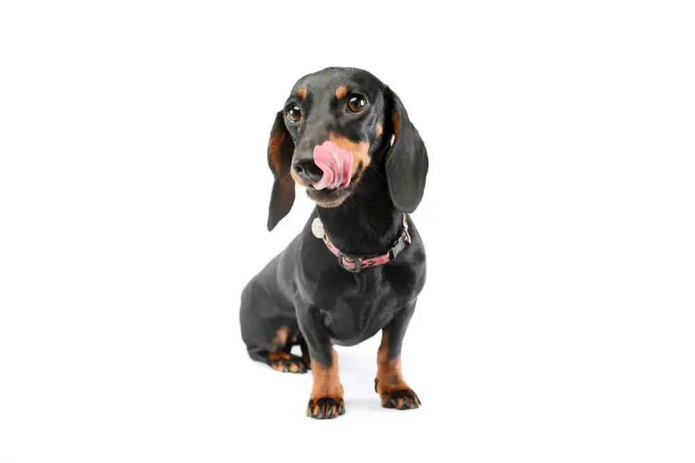 Salud intestinal canina - La dieta y su papel