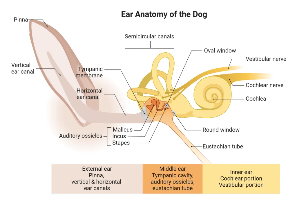 Ear Anatomy of Dogs - Ear Infections Causes, Symptoms and Treatments