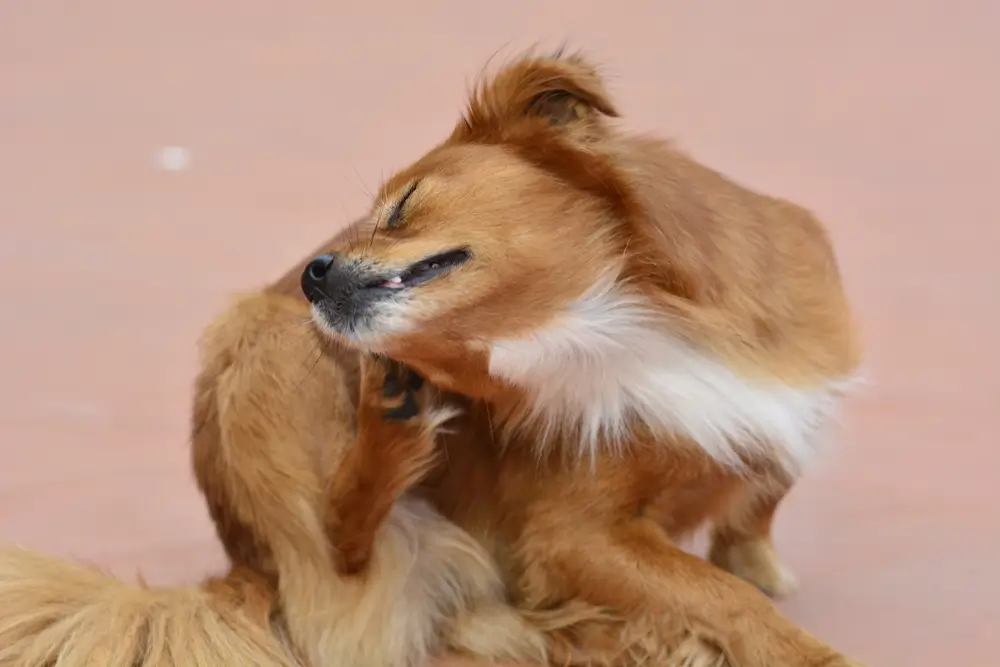 Ear Infections Otitis in Dogs - Comprehensive Guide to Causes, Symptoms and Treatments for Owners