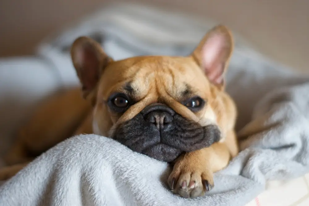 French Bulldog Health Issues Comprehensive Guide to Common Frenchie Dog Health Problems