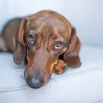 Guía completa y preguntas frecuentes sobre la gastritis en perros