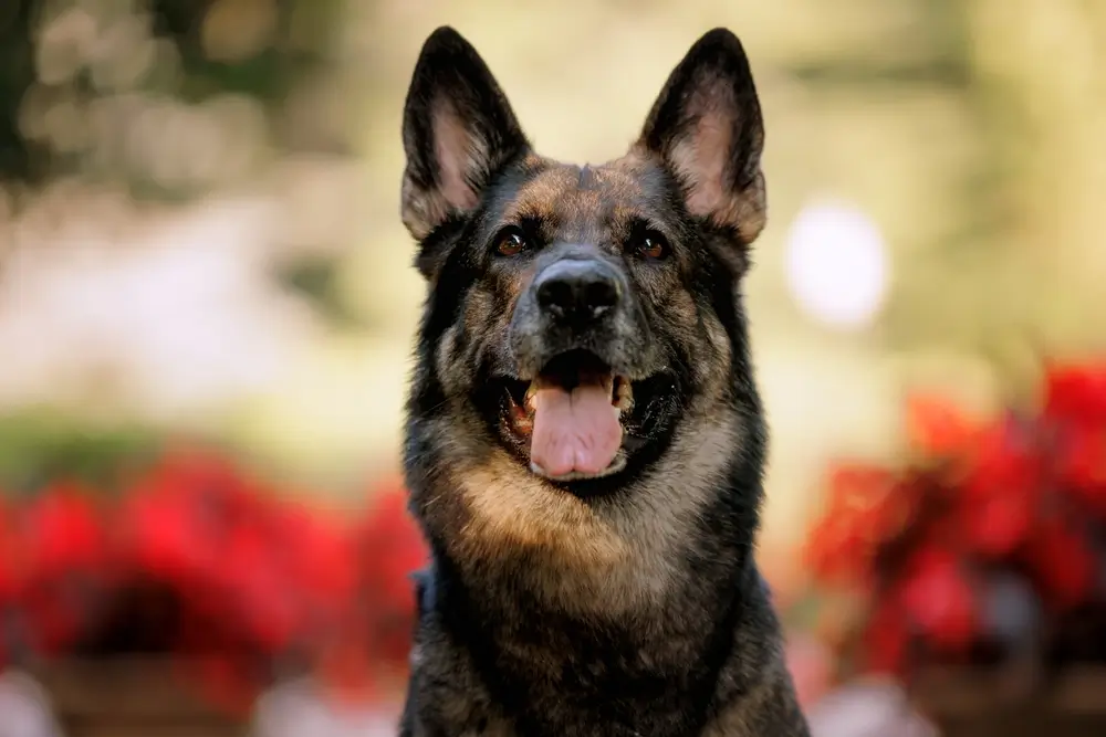 German Shepherd Gut Health: Why This Breed Needs Extra Microbiome Support