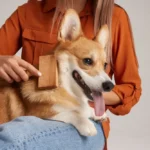 Gut-Skin Axis in Dogs: The Science of How Gut Health Shapes Skin Health