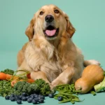 How Dogs Actually Digest Plant Ingredients How Dogs Actually Digest Plant Ingredients