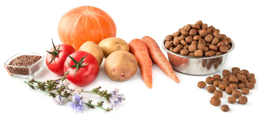 How do I transition my dog to a plant-based diet safely? 