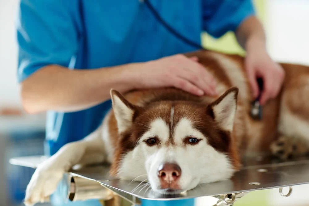 Inflammation in Dogs FAQ All Inflammatory Issues