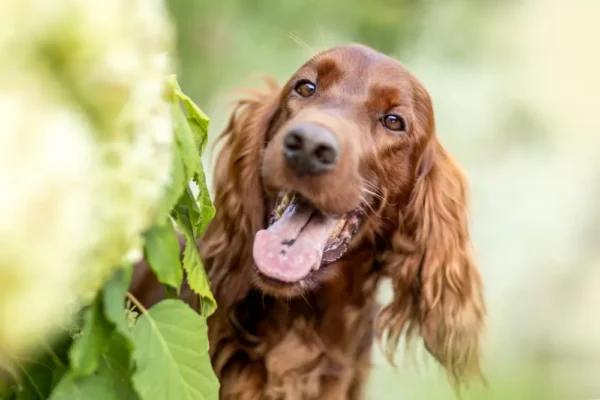 Ierse setter darmgezondheid: Glutengevoeligheid, slijmvliesimmuniteit en ondersteuning van het microbioom