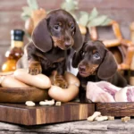 Is Animal Protein Killing Your Dog - TMAO, DCM, MMVD and CHF