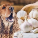 Is knoflook giftig voor honden? De feiten (en fictie) Is Garlic Toxic for Dogs Fact or Fiction