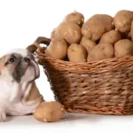 Are Potatoes Good For Dogs? Complete Guide to Potato Protein Is Potato Good For Dogs to Eat?