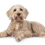 Cisteína para perros: apoyo al glutatión, salud hepática y defensa antioxidante L-cisteína para perros: apoyo al glutatión, salud hepática y defensa antioxidante