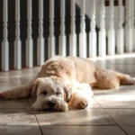 L-Glutamine voor honden: voordelen en overwegingen Gezondheidsvoordelen en overwegingen van L-Glutamine voor Honden