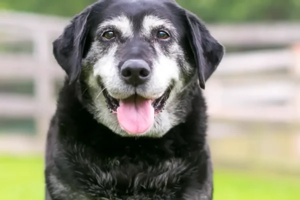 Leucin für Hunde: Unterstützung der Muskulatur, Stoffwechselsignale & gesundes Altern