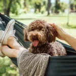 L-Tryptophane pour les chiens : découvrez les avantages L-Tryptophane pour les chiens : découvrez les avantages