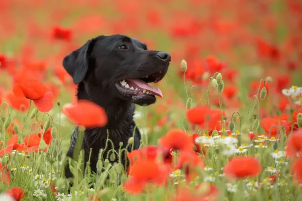 Labrador Retriever Darmgezondheid: Rasspecifieke spijsverteringsproblemen en ondersteuning van het microbioom