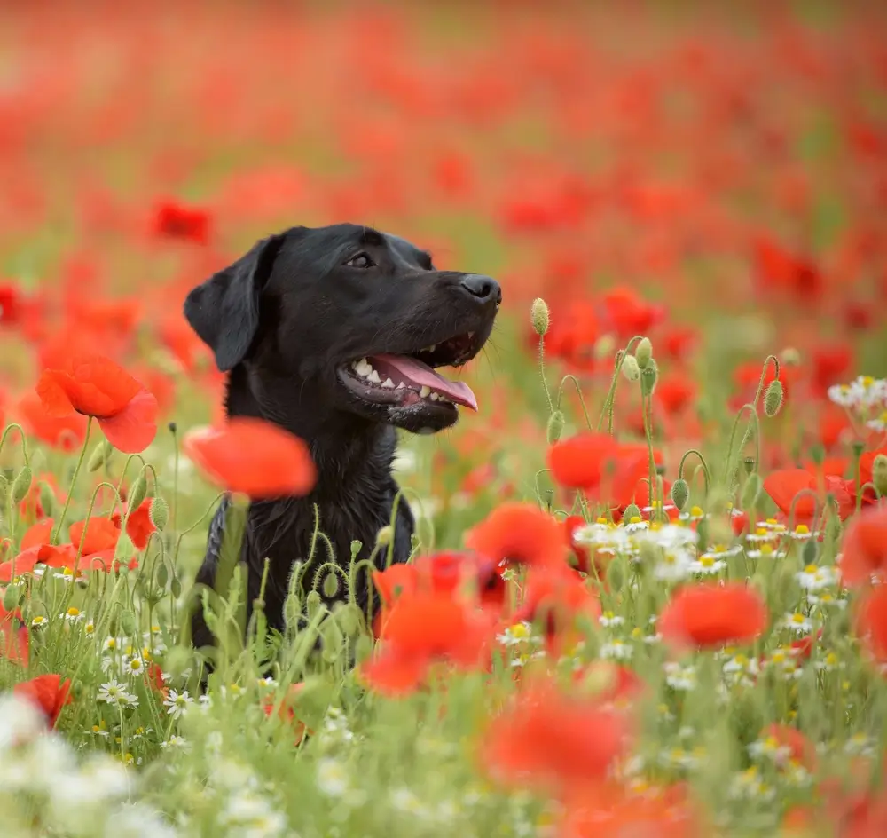 Labrador Retriever Gut Health: Breed-Specific Digestive Challenges and Microbiome Support