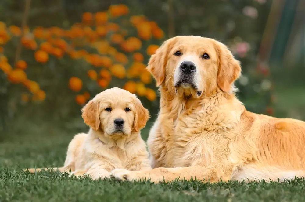 Golden Retriever Gut Health: Breed-Specific Digestive Challenges and Microbiome Support
