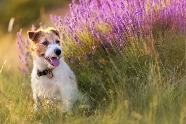 Lavendelöl für Hunde Vorteile und Anwendungshinweise