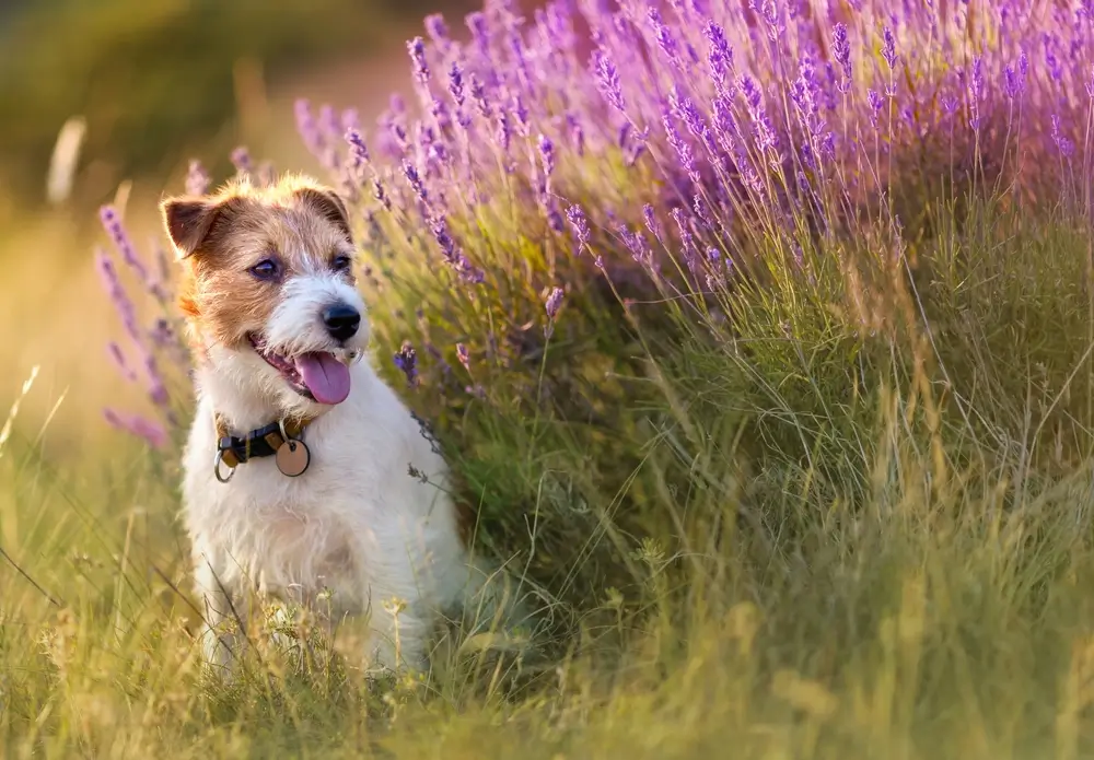 Lavender Oil for Dogs Benefits and Use Guidelines